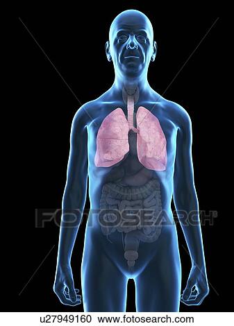 Stock Image - Illustration of an old man's lung.. Fotosearch