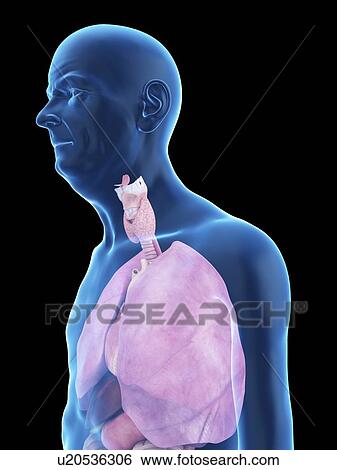 Stock Photograph - Illustration of an old man's lung.. Fotosearch