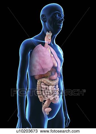 Illustration of an old man's organs. View Large Photo Image Stock Image - Illustration of an old man's organs.. Fotosearch