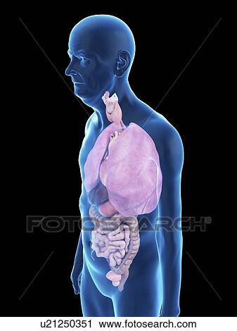Illustration of an old man's organs. View Large Photo Image Stock Image - Illustration of an old man's organs.. Fotosearch