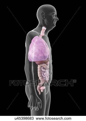 Stock Image - Illustration of an old man's organs.. Fotosearch