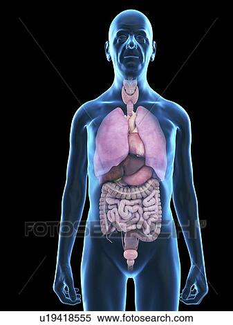 Stock Photography - Illustration of an old man's organs.. Fotosearch