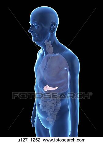 Stock Image - Illustration of an old man's pancreas.. Fotosearch