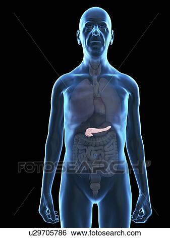 Stock Photograph - Illustration of an old man's pancreas.. Fotosearch