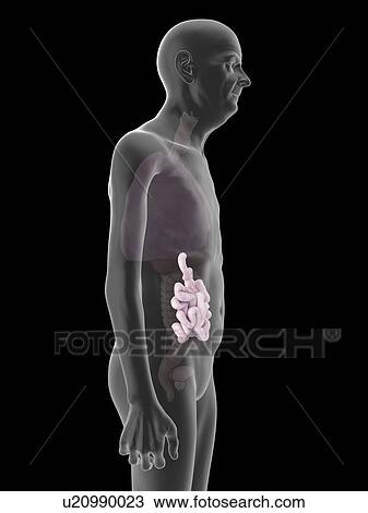 Illustration of an old man's small intestine. View Large Photo Image Stock Image - Illustration of an old man's small intestine.. Fotosearch
