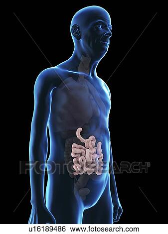 Illustration of an old man's small intestine. View Large Photo Image Stock Photograph - Illustration of an old man's small intestine.. Fotosearch