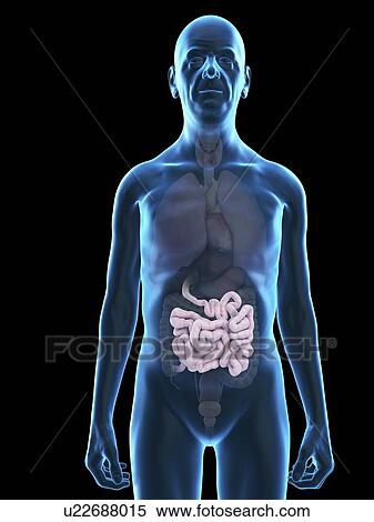 Illustration of an old man's small intestine. View Large Photo Image Stock Photography - Illustration of an old man's small intestine.. Fotosearch