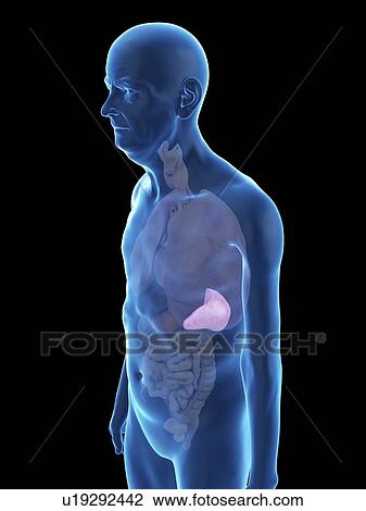 Stock Image - Illustration of an old man's spleen.. Fotosearch