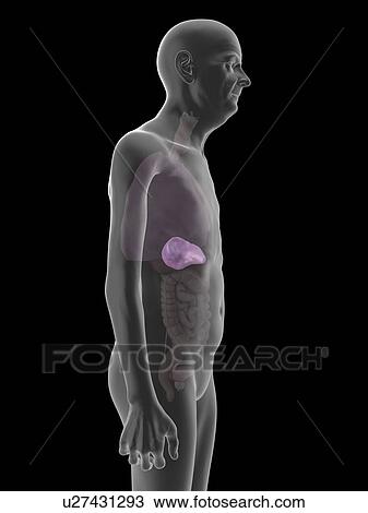 Stock Image - Illustration of an old man's spleen.. Fotosearch