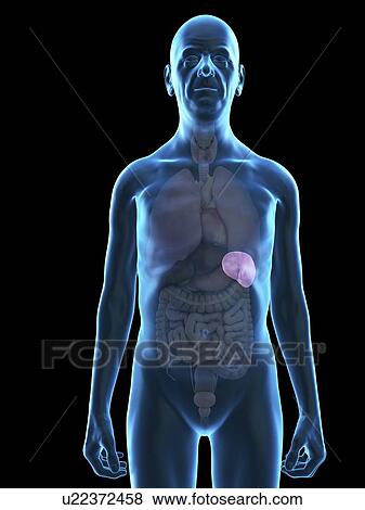 Illustration of an old man's spleen. View Large Photo Image Stock Photo - Illustration of an old man's spleen.. Fotosearch