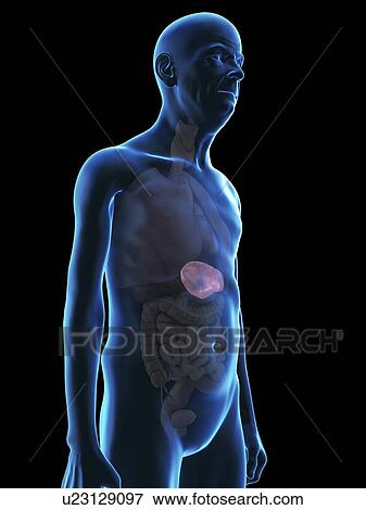 Illustration of an old man's spleen. View Large Photo Image Stock Photo - Illustration of an old man's spleen.. Fotosearch