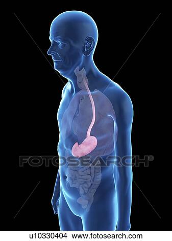 Picture - Illustration of an old man's stomach.. Fotosearch