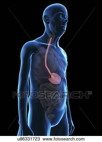Stock Image - Illustration of an old man's stomach.. Fotosearch