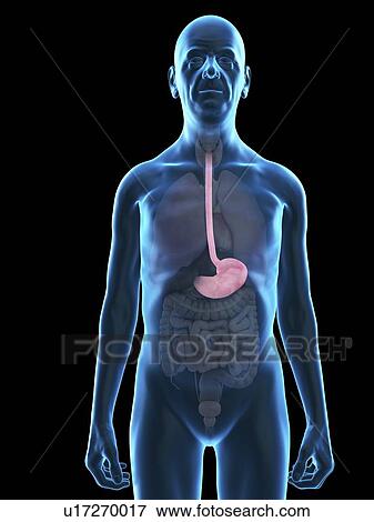 Stock Photo - Illustration of an old man's stomach.. Fotosearch