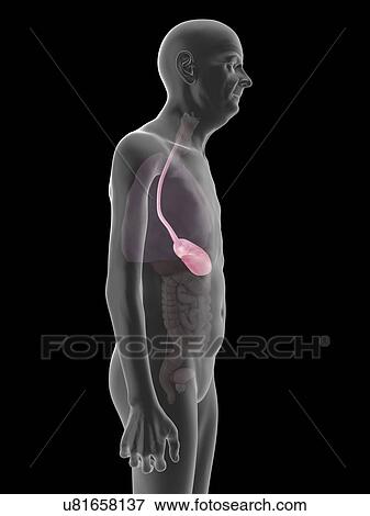 Illustration of an old man's stomach. View Large Photo Image Stock Photo - Illustration of an old man's stomach.. Fotosearch