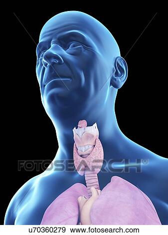 Stock Photo - Illustration of an old man's throat anatomy.. Fotosearch