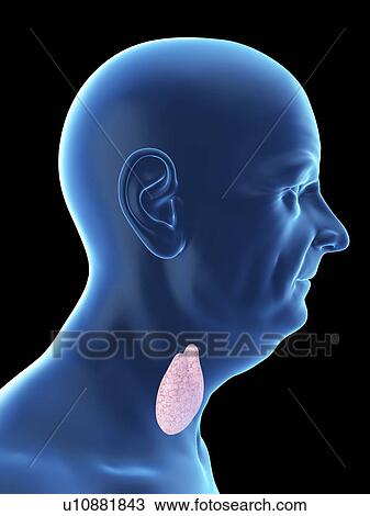 Stock Image - Illustration of an old man's thyroid.. Fotosearch