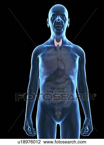 Stock Image - Illustration of an old man's thyroid gland.. Fotosearch