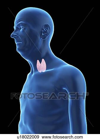 Stock Photo - Illustration of an old man's thyroid gland.. Fotosearch