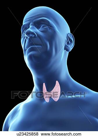 Stock Photo - Illustration of an old man's thyroid gland.. Fotosearch