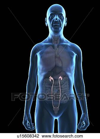 Illustration of an old man's ureters. View Large Photo Image Stock Image - Illustration of an old man's ureters.. Fotosearch