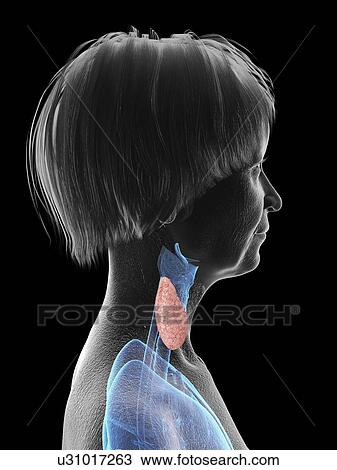 Stock Image - Illustration of an old woman.. Fotosearch