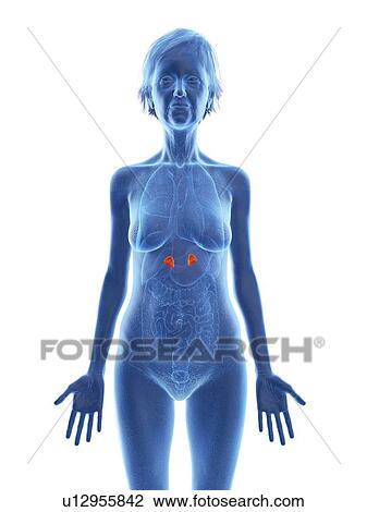 Stock Image - Illustration of an old woman's adrenal glands.. Fotosearch