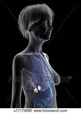 Stock Image - Illustration of an old woman's adrenal glands.. Fotosearch