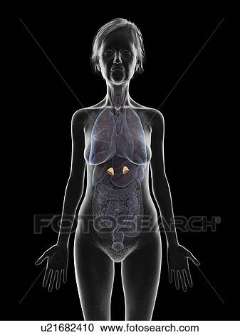 Stock Image - Illustration of an old woman's adrenal glands.. Fotosearch