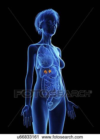 Illustration of an old woman's adrenal glands. View Large Photo Image Stock Image - Illustration of an old woman's adrenal glands.. Fotosearch