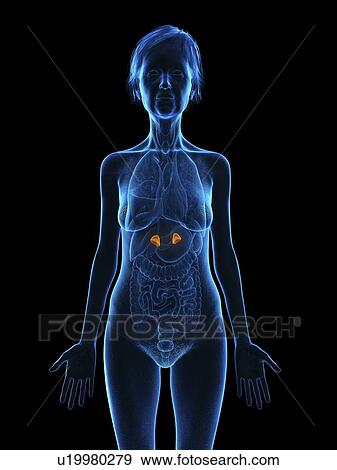 Illustration of an old woman's adrenal glands. View Large Photo Image Stock Photo - Illustration of an old woman's adrenal glands.. Fotosearch