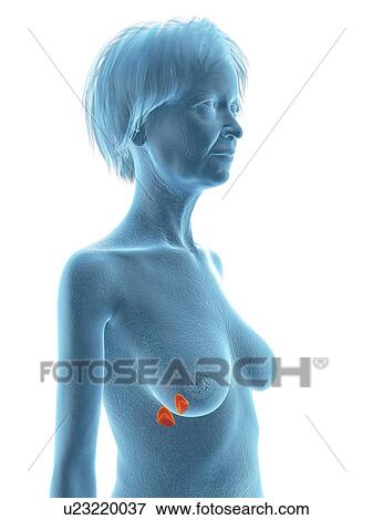 Stock Photo - Illustration of an old woman's adrenal glands.. Fotosearch