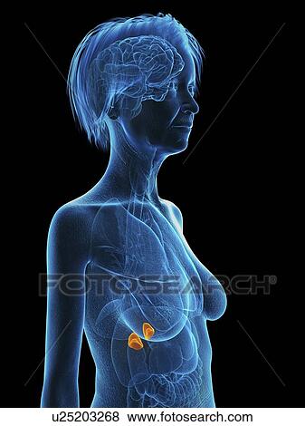 Illustration of an old woman's adrenal glands. View Large Photo Image Stock Photo - Illustration of an old woman's adrenal glands.. Fotosearch