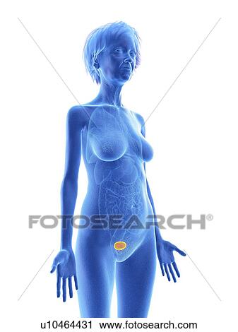 Illustration of an old woman's bladder. View Large Photo Image Stock Image - Illustration of an old woman's bladder.. Fotosearch