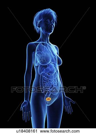 Illustration of an old woman's bladder. View Large Photo Image Stock Image - Illustration of an old woman's bladder.. Fotosearch