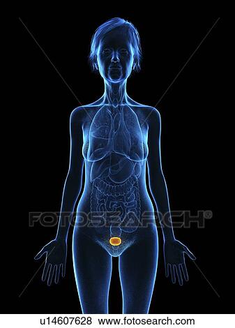 Stock Photo - Illustration of an old woman's bladder.. Fotosearch