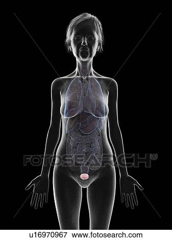 Stock Photo - Illustration of an old woman's bladder.. Fotosearch