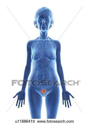 Stock Photography - Illustration of an old woman's bladder.. Fotosearch
