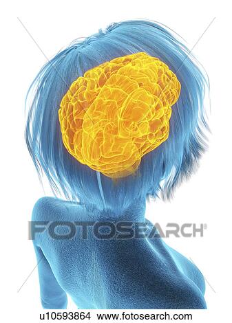 Picture - Illustration of an old woman's brain.. Fotosearch
