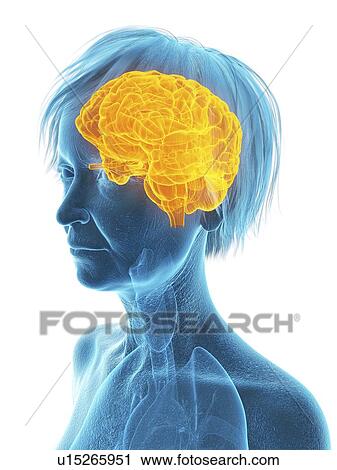 Stock Image - Illustration of an old woman's brain.. Fotosearch