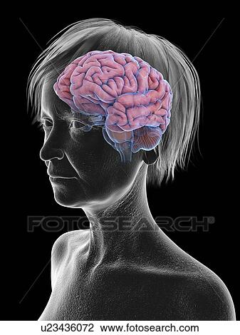 Stock Image - Illustration of an old woman's brain.. Fotosearch