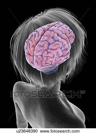 Stock Image - Illustration of an old woman's brain.. Fotosearch