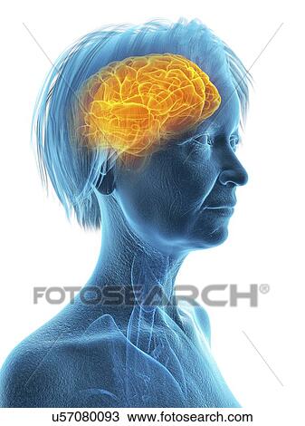 Stock Image - Illustration of an old woman's brain.. Fotosearch