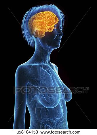 Stock Image - Illustration of an old woman's brain.. Fotosearch