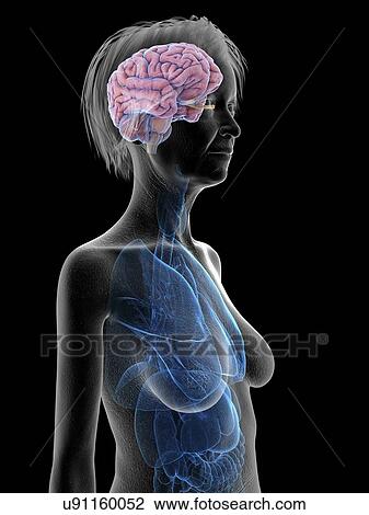 Illustration of an old woman's brain. View Large Photo Image Stock Image - Illustration of an old woman's brain.. Fotosearch