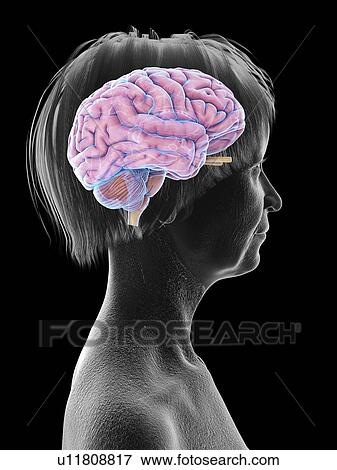 Stock Photo - Illustration of an old woman's brain.. Fotosearch