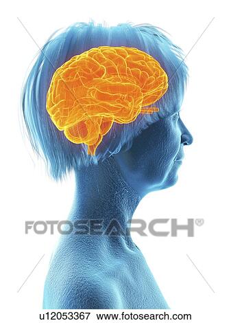 Stock Photo - Illustration of an old woman's brain.. Fotosearch