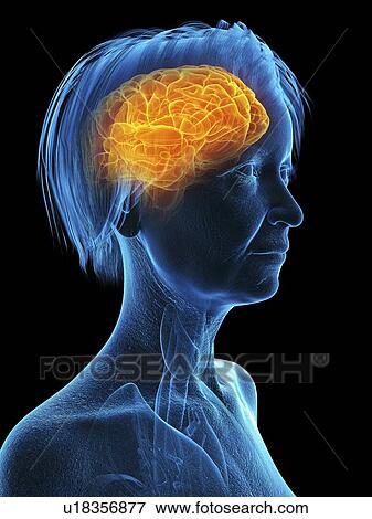 Stock Photo - Illustration of an old woman's brain.. Fotosearch