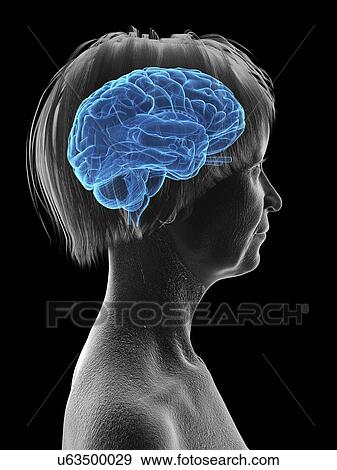 Stock Photo - Illustration of an old woman's brain.. Fotosearch