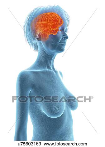 Stock Photo - Illustration of an old woman's brain.. Fotosearch